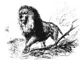 Syrian Lion (Felis leo). Heb. ARI, ARIeH, GOR, KePhIR, LaBIA, LaISh, ShaChaL. Frequent refs.